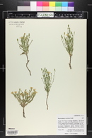 Stephanomeria runcinata image