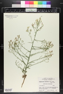 Stephanomeria runcinata image