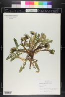 Taraxacum officinale image