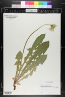 Taraxacum officinale image