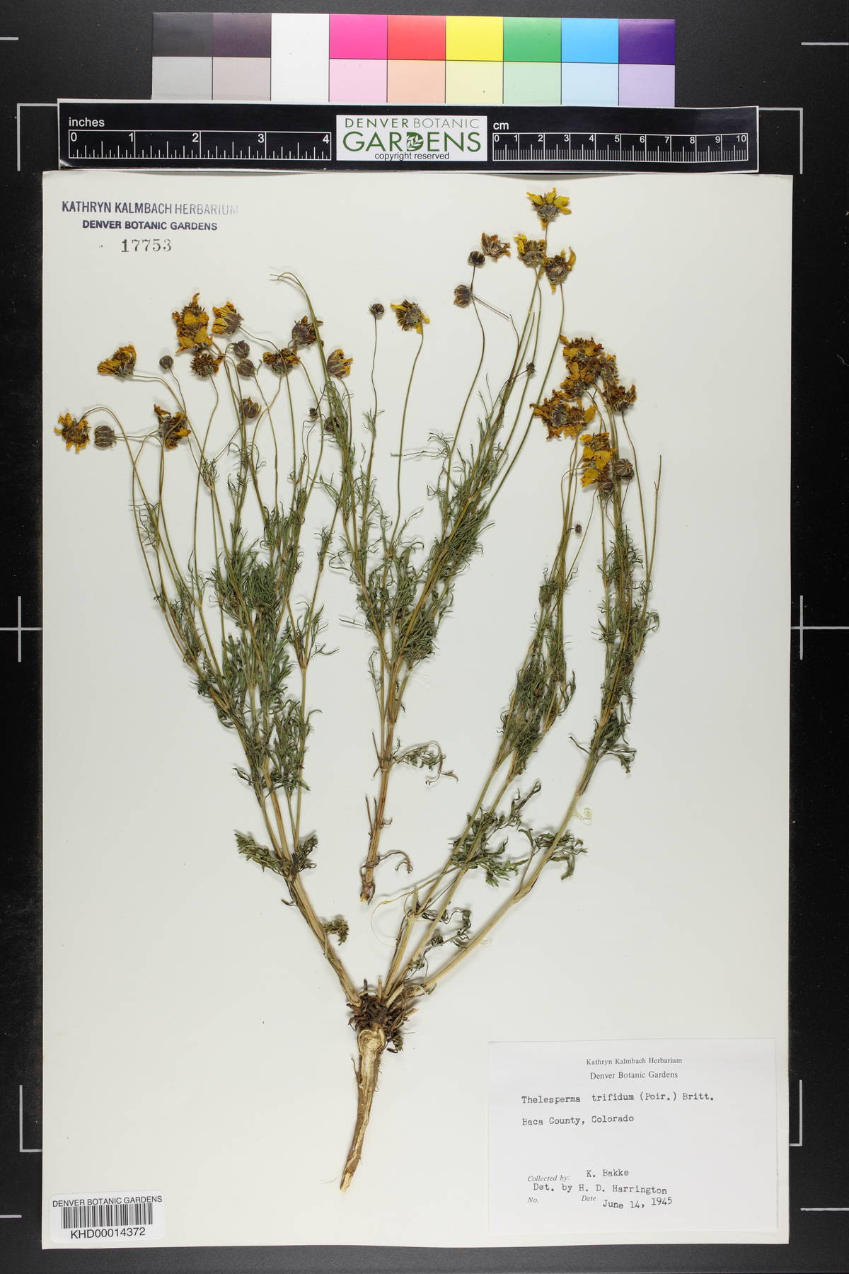 Thelesperma filifolium image