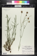 Thelesperma megapotamicum image