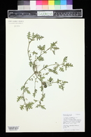 Solanum triflorum image