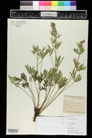 Lupinus polyphyllus image