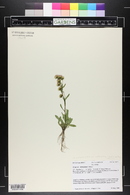 Erigeron acris image