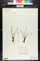 Sisyrinchium mucronatum image