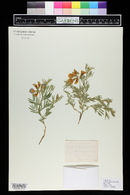 Lathyrus polymorphus subsp. incanus image