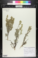 Artemisia tridentata image