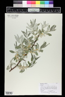 Elaeagnus angustifolia image