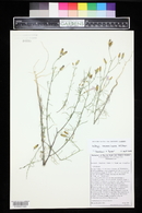 Ipomopsis longiflora image