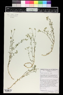 Cryptantha pterocarya image