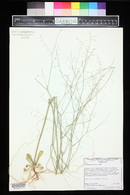 Eriogonum apiculatum image