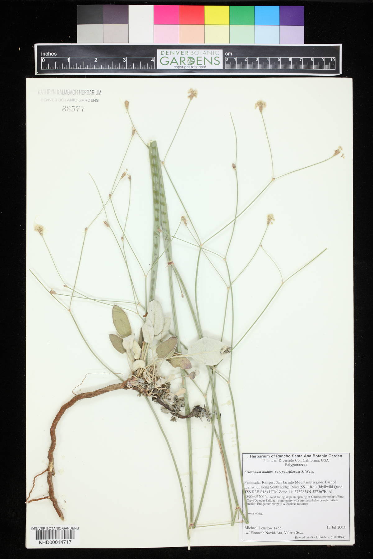 Eriogonum nudum var. pauciflorum image