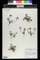 Phacelia davidsonii image