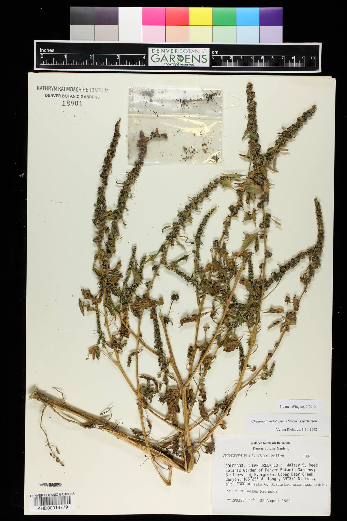Chenopodium virgatum image