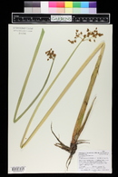 Schoenoplectus lacustris image