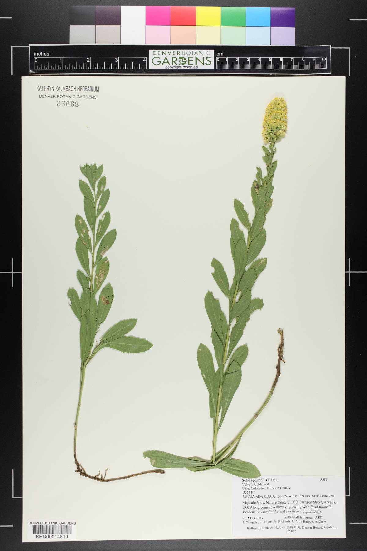 Solidago mollis image
