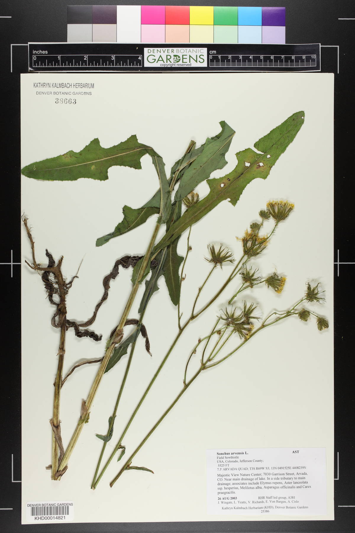 Sonchus arvensis image