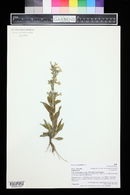 Penstemon albidus image