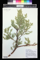 Juniperus deppeana image