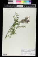 Astragalus bisulcatus image