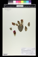 Opuntia polyacantha image