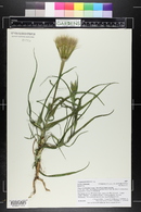 Tragopogon dubius image