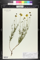 Coreopsis tinctoria image