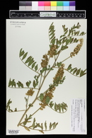 Glycyrrhiza lepidota image