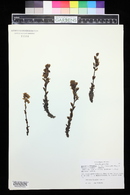 Hypopitys monotropa image