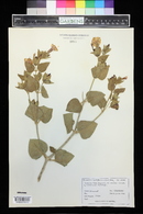 Mirabilis multiflora image