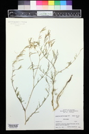 Epilobium brachycarpum image