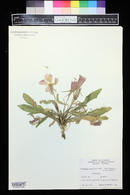 Oenothera cespitosa image