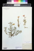 Oenothera coronopifolia image