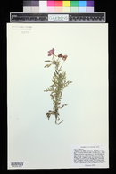 Oenothera coronopifolia image