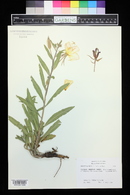 Oenothera elata image