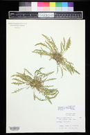 Oenothera flava image