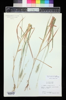 Bothriochloa laguroides image