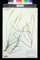 Calamagrostis purpurascens image