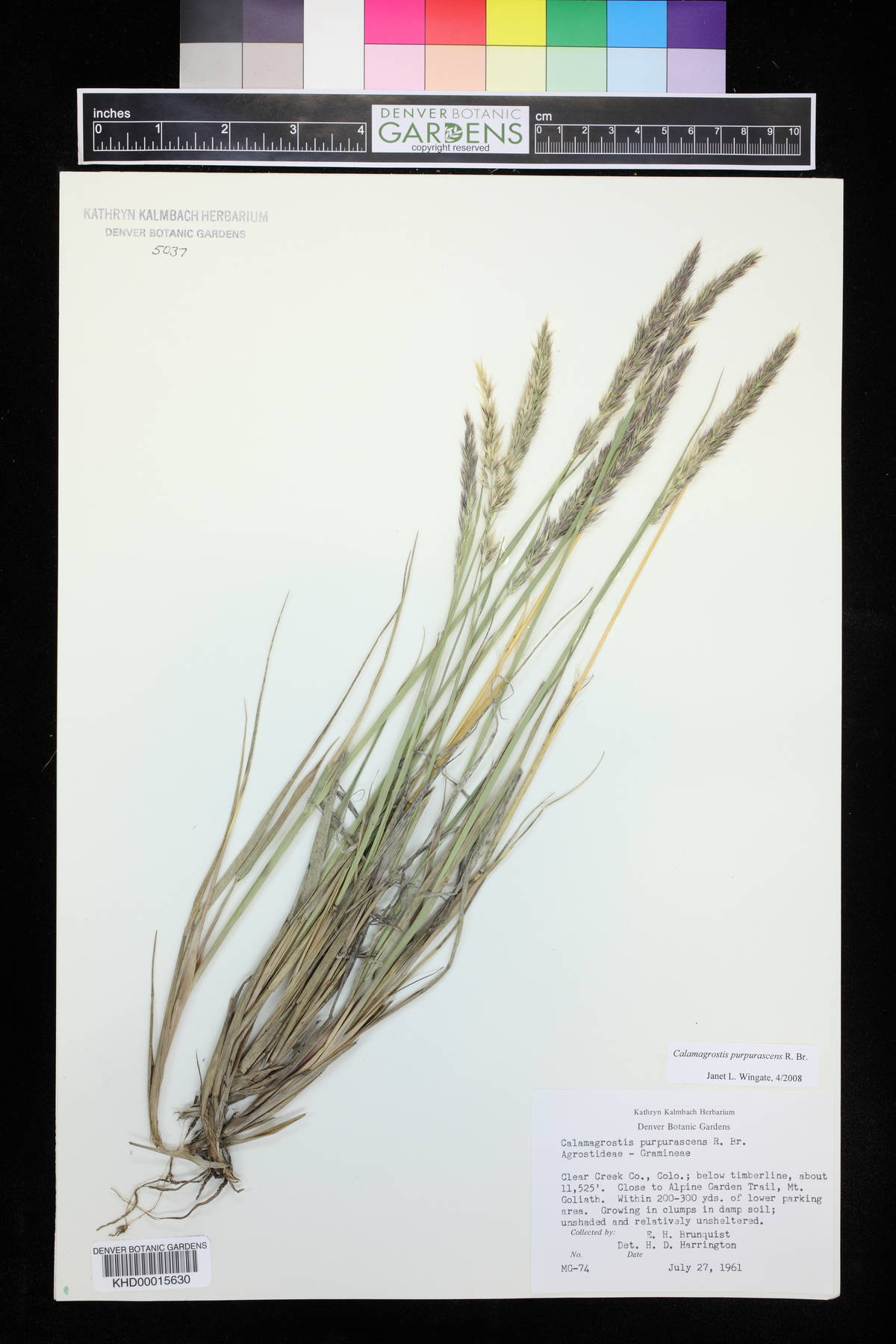Calamagrostis purpurascens image