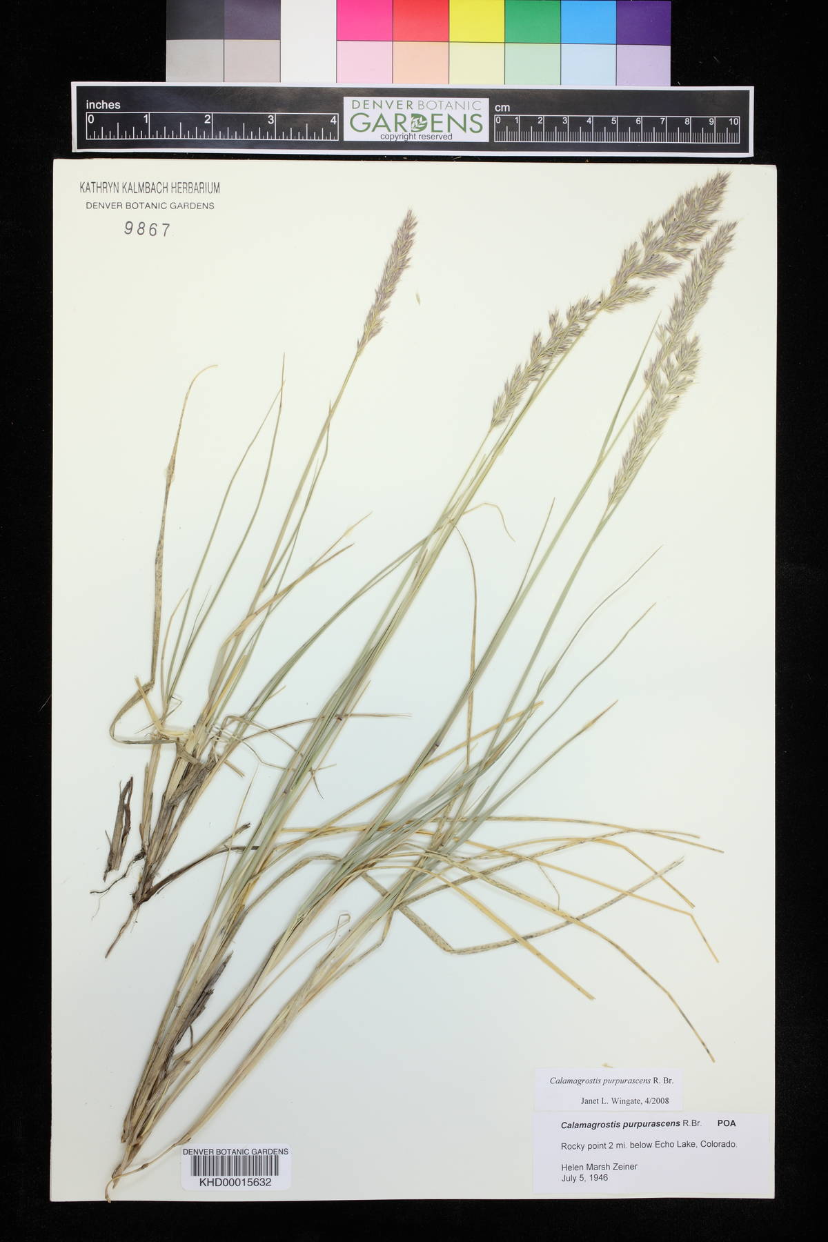 Calamagrostis purpurascens image