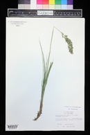 Calamagrostis canadensis image