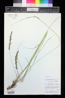 Calamagrostis stricta image