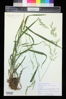 Cinna latifolia image