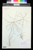 Chloris verticillata image