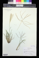 Chloris verticillata image