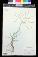 Chloris verticillata image