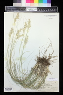 Danthonia parryi image