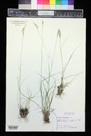 Danthonia intermedia image