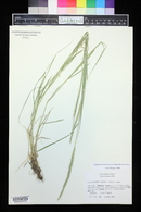 x Elyhordeum macounii image